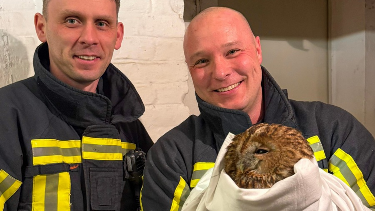 FW-BO: Gefiederter Gast im Heizungskeller - Waldkauz in Grumme befreit - Foto: presseportal.de