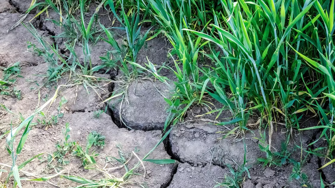 Die Landwirtschaft in Europa kämpft mit den Folgen des Klimawandels.  - Bild: Sina Schuldt/dpa