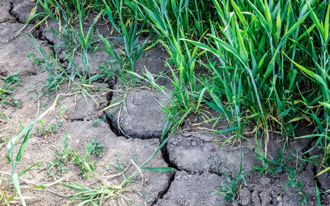 Die Landwirtschaft in Europa kämpft mit den Folgen des Klimawandels.  - Foto: Sina Schuldt/dpa