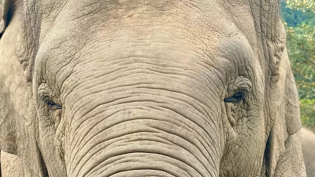 Anwohner vermuten, der Elefant könnte «einen Geschmack für menschliche Nahrung entwickelt» haben. (Archivbild) - Bild: Carola Frentzen/dpa