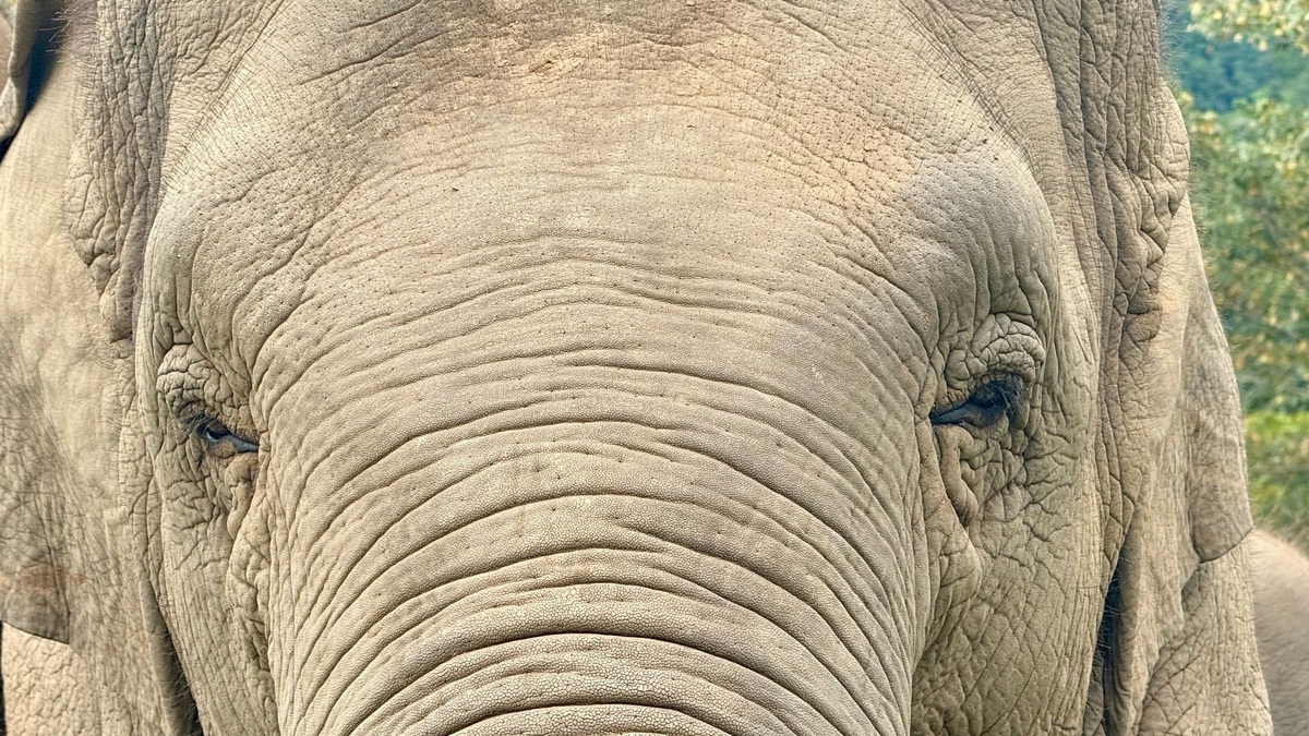 Anwohner vermuten, der Elefant könnte «einen Geschmack für menschliche Nahrung entwickelt» haben. (Archivbild) - Foto: Carola Frentzen/dpa