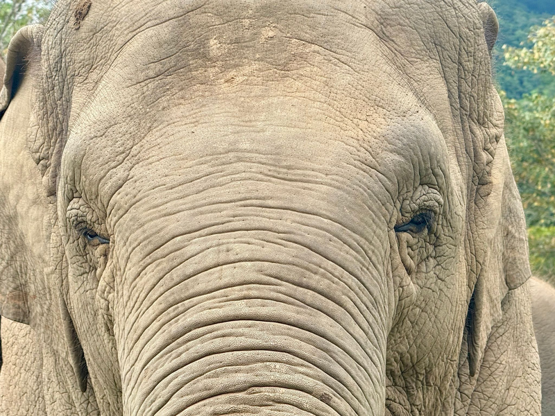 Anwohner vermuten, der Elefant könnte «einen Geschmack für menschliche Nahrung entwickelt» haben. (Archivbild) - Foto: Carola Frentzen/dpa
