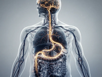 Darmbakterien lösen altersbedingten Gedächtnisverlust aus - Foto: über boerse-global.de