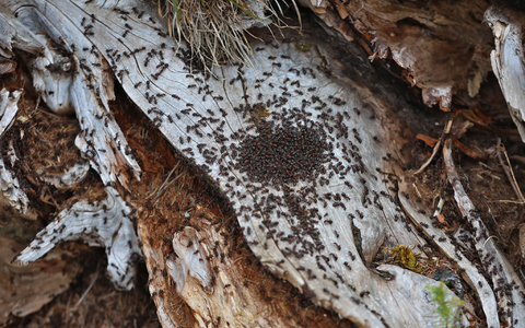 Ameisen melken Blattläuse und ernähren sich von ihren Ausscheidungen, dem Honigtau. (Symbolbild). - Foto: Karl-Josef Hildenbrand/dpa