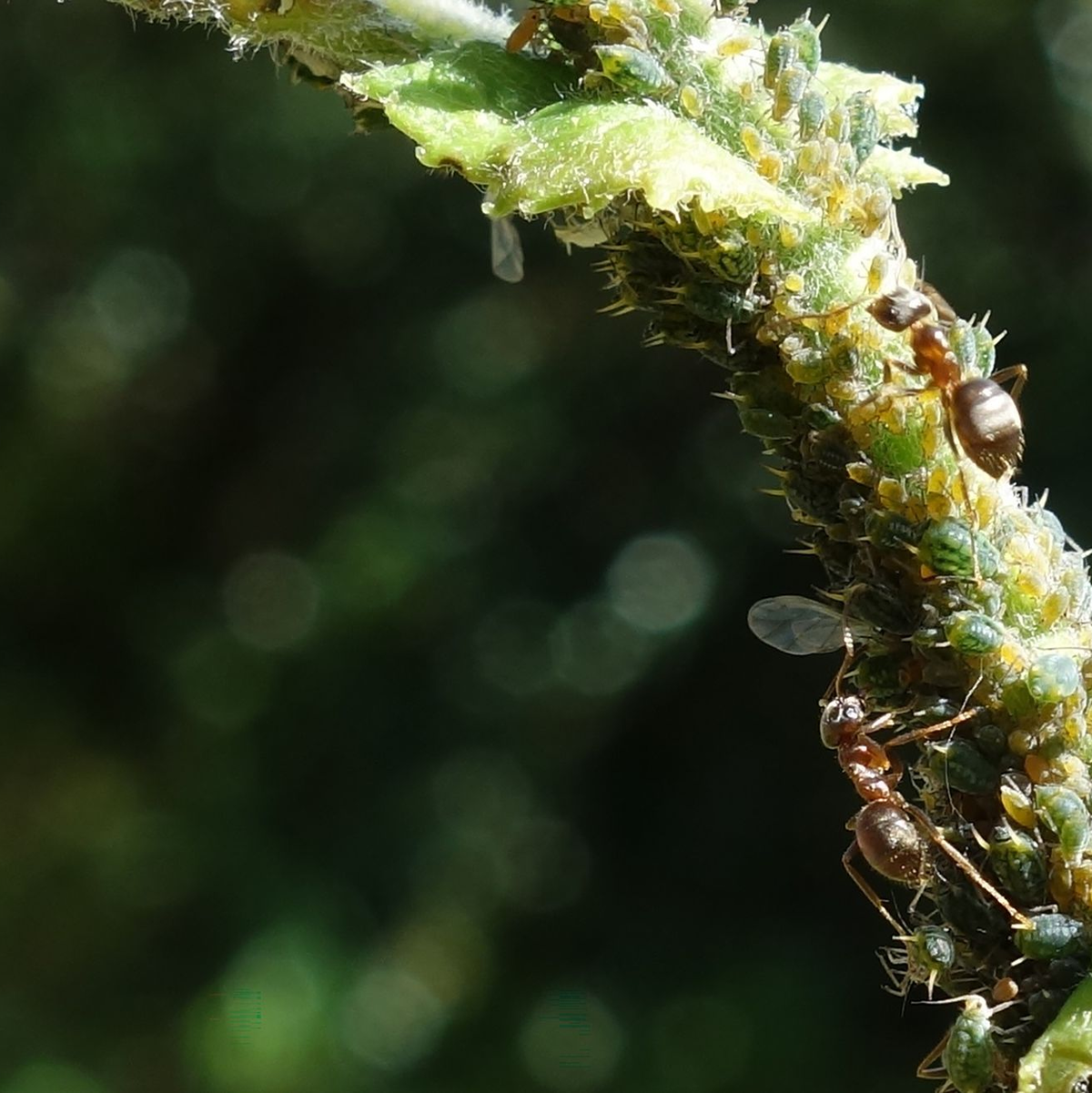 Ameisen melken Blattläuse und ernähren sich von ihren Ausscheidungen, dem Honigtau. - Foto: Tomer Czaczke/dpa