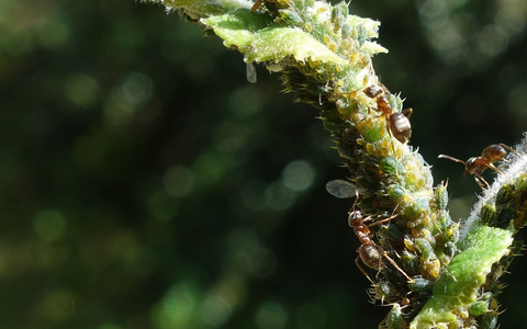 Ameisen melken Blattläuse und ernähren sich von ihren Ausscheidungen, dem Honigtau. - Foto: Tomer Czaczke/dpa