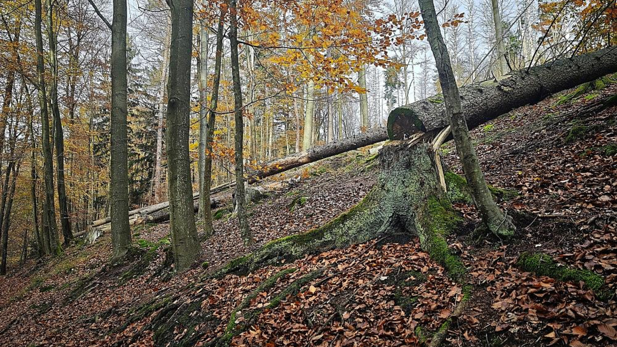 Umgesägter Baum im Wald (Archiv) - Foto: via dts Nachrichtenagentur