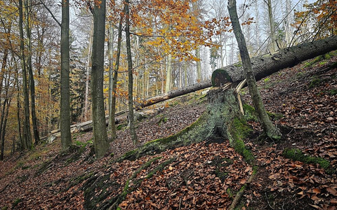 Umgesägter Baum im Wald (Archiv) - Foto: via dts Nachrichtenagentur