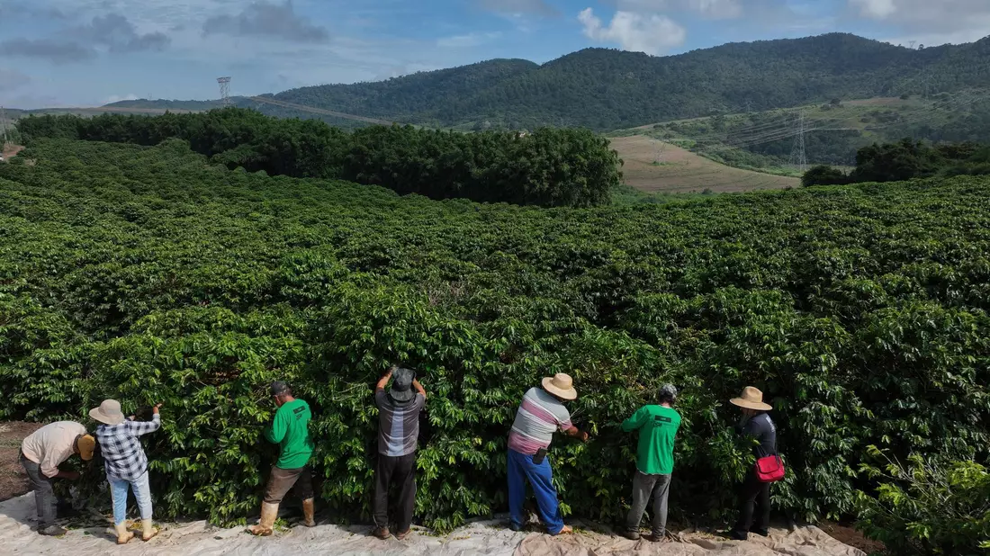 Heftiger Starkregen bedroht laut einer Studie zunehmend die Kaffeeproduktion im weltweit größten Anbauland Brasilien. (Archivbild) - Bild: Andre Penner/AP/dpa