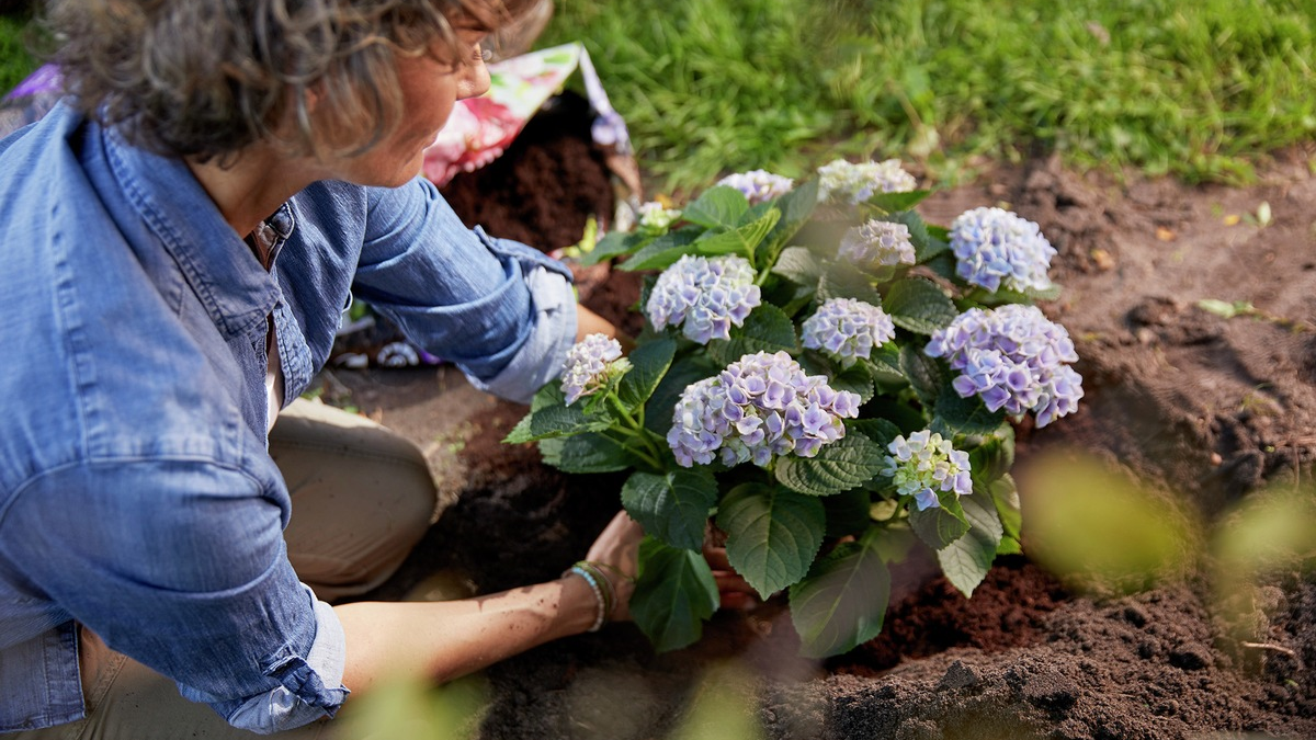 Hortensien: Richtig pflanzen, schneiden und pflegen für eine üppige Blüte - Foto: presseportal.de