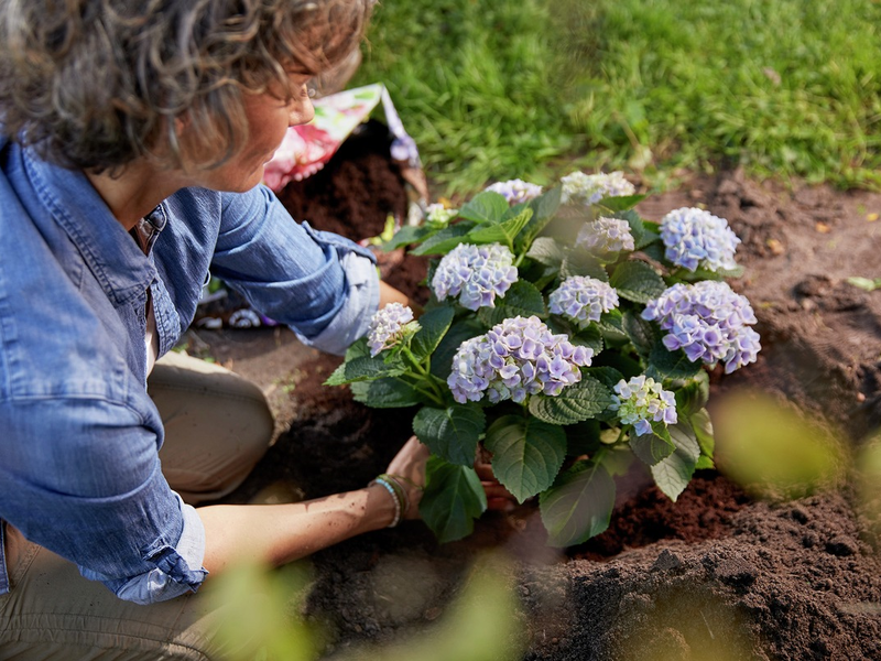 Hortensien: Richtig pflanzen, schneiden und pflegen für eine üppige Blüte - Foto: presseportal.de