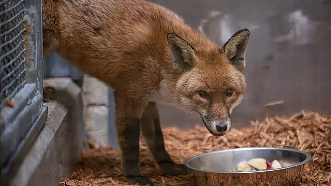 Der Fuchs lebt nun erstmal im Bronx Zoo.  - Bild: Uncredited/Bronx Zoo via AP/dpa