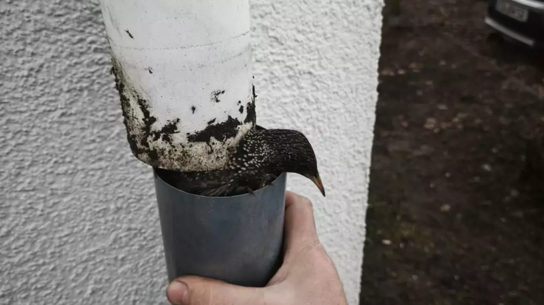 FW Celle: Vogel aus Regenabfluss gerettet - Bild: presseportal.de