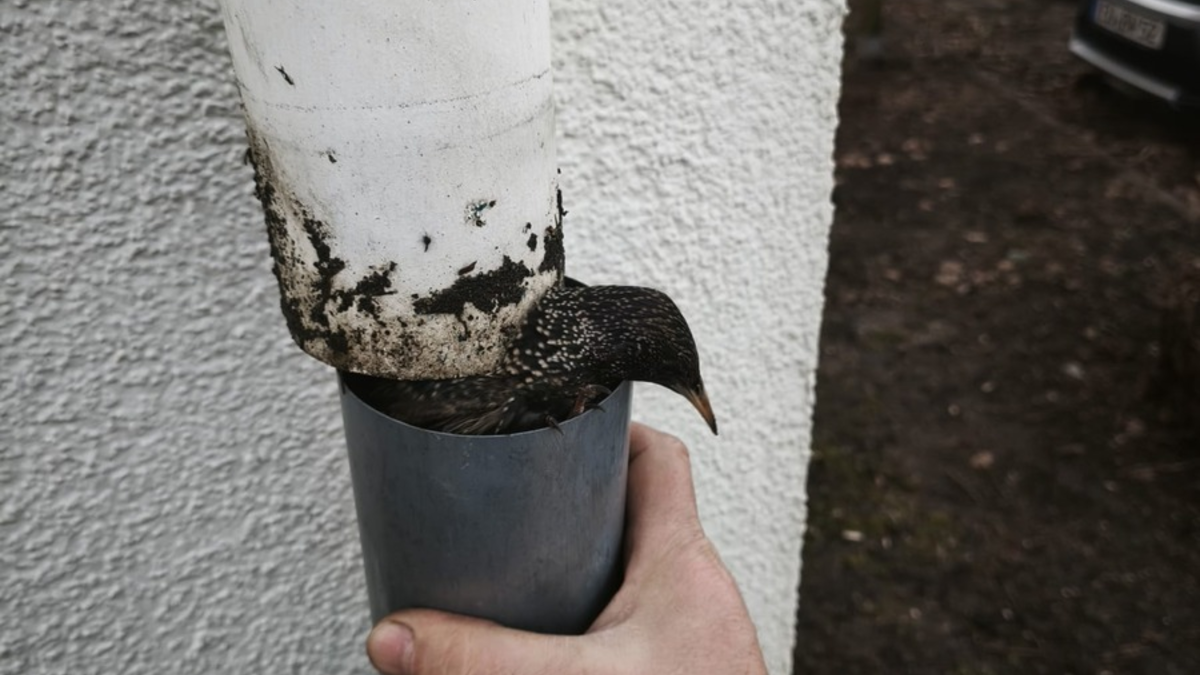FW Celle: Vogel aus Regenabfluss gerettet - Foto: presseportal.de