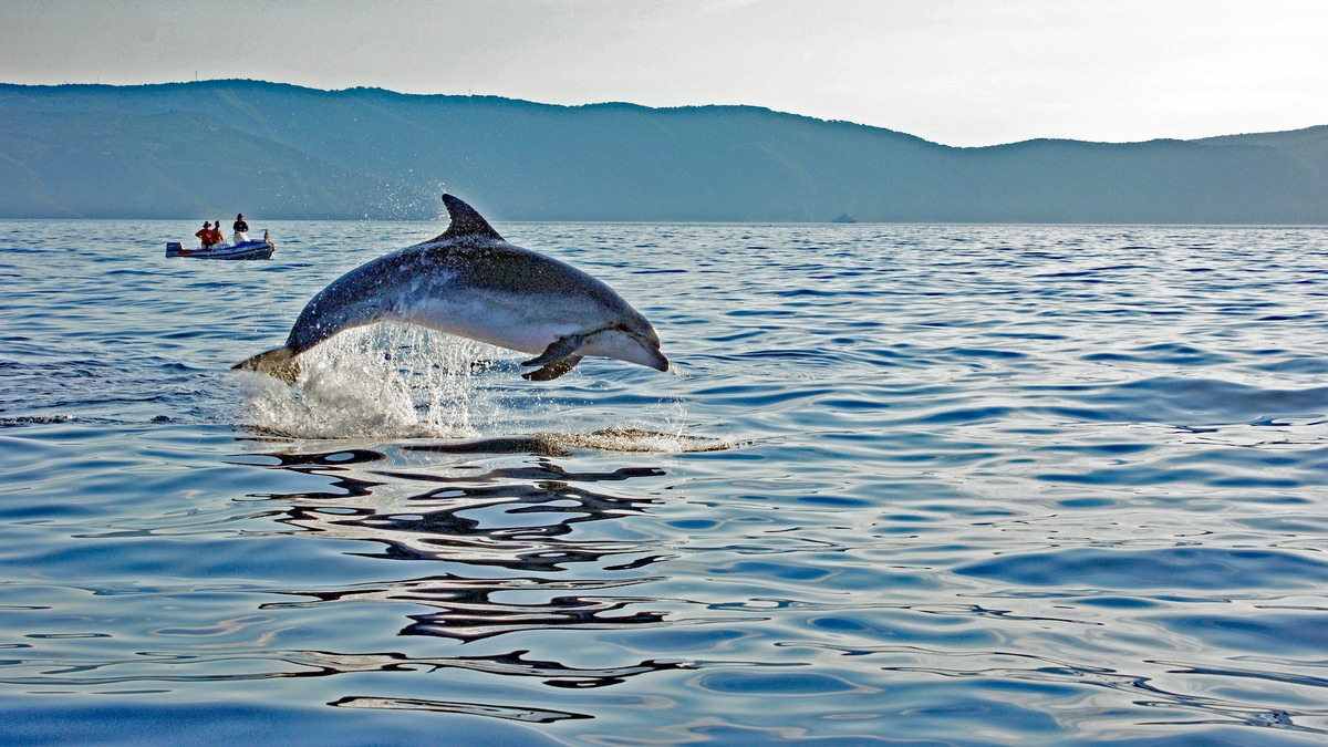 Sichten statt stören: So können Urlaubsgäste zum Schutz der Adria-Delfine beitragen - Foto: presseportal.de