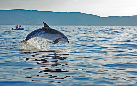 Sichten statt stören: So können Urlaubsgäste zum Schutz der Adria-Delfine beitragen - Foto: presseportal.de Sichten statt stören: So können Urlaubsgäste zum Schutz der Adria-Delfine beitragen - Foto: presseportal.de
