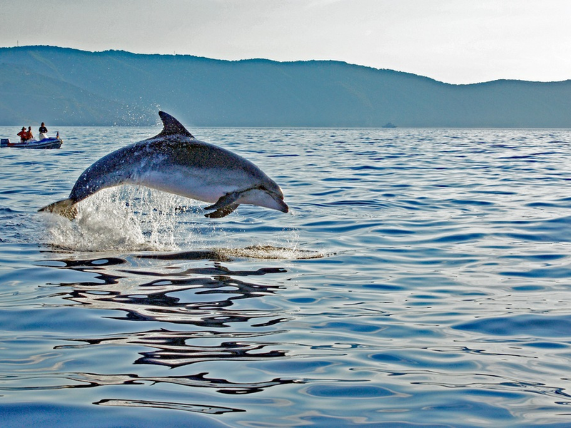 Sichten statt stören: So können Urlaubsgäste zum Schutz der Adria-Delfine beitragen - Foto: presseportal.de