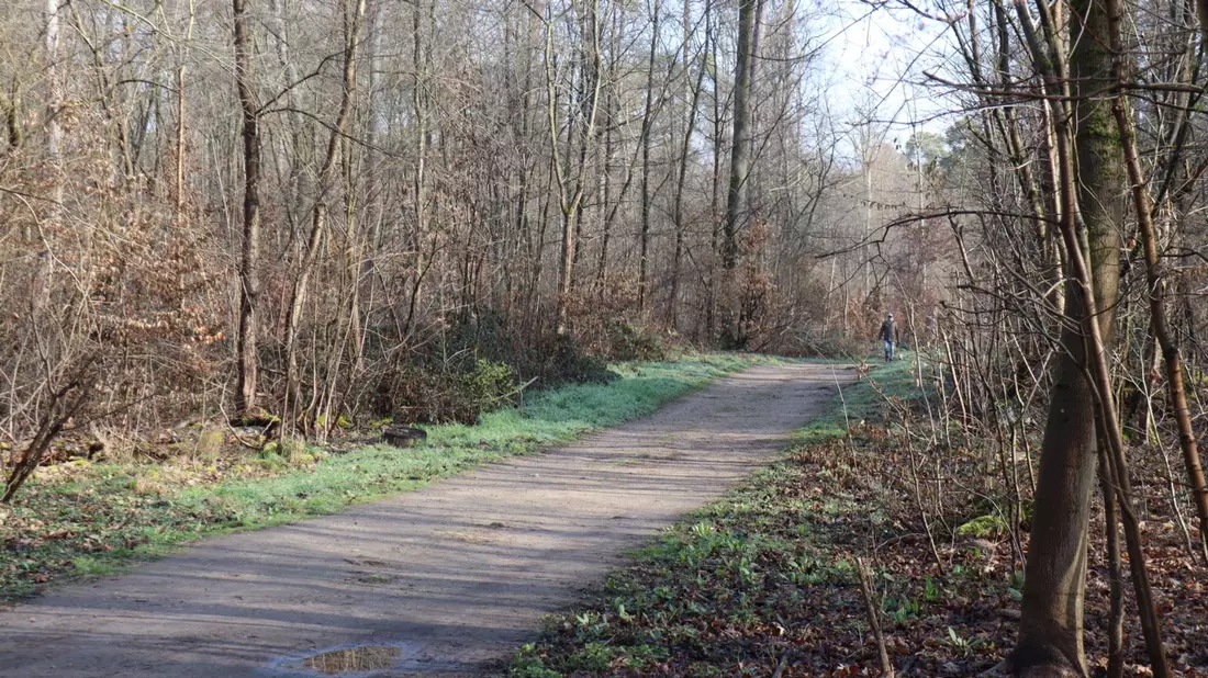 Die Ermittler haben erste Details nach dem Fund einer toten Frau in einem Wald bei Mannheim bekanntgegeben. - Bild: Rene Priebe/dpa