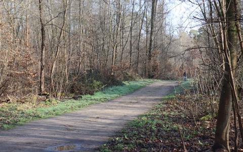 Die Ermittler haben erste Details nach dem Fund einer toten Frau in einem Wald bei Mannheim bekanntgegeben. - Foto: Rene Priebe/dpa