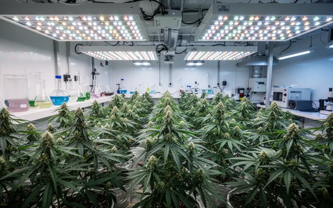 Tilray Aktie: Expansion, schwacher Kurs - Foto: über boerse-global.de