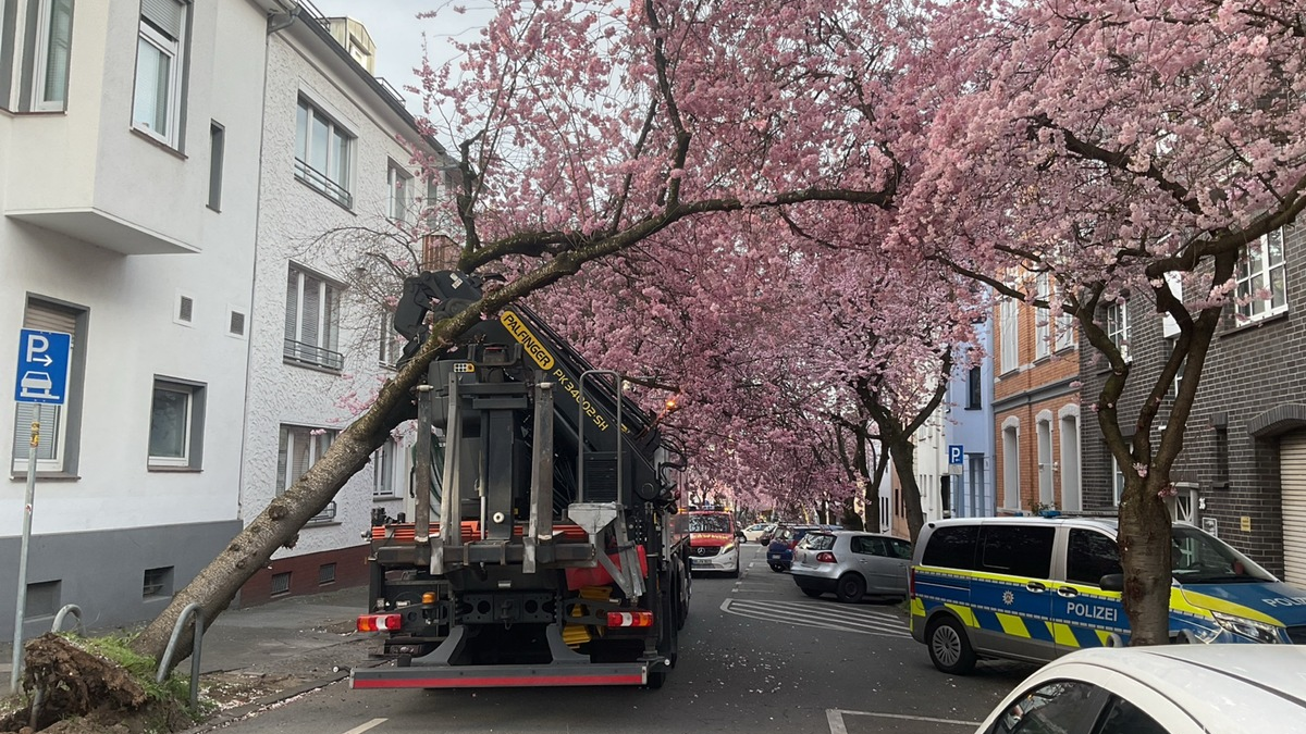 FW-DO: LKW bleibt in Baum hängen - Beliebtes Fotomotiv muss gefällt werden - Foto: presseportal.de