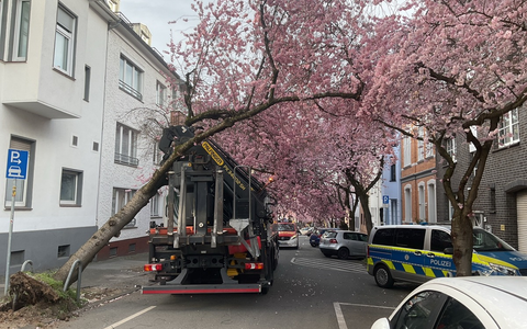 FW-DO: LKW bleibt in Baum hängen - Beliebtes Fotomotiv muss gefällt werden - Foto: presseportal.de