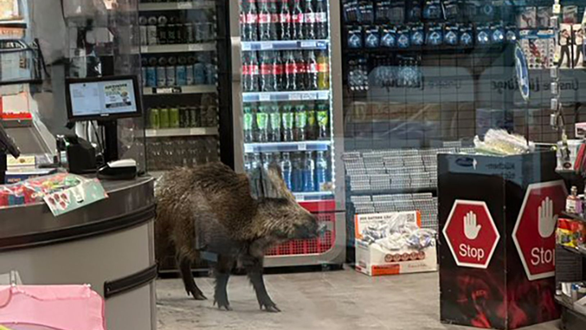 Ein Wildschwein hat sich in ein Einkaufszentrum in Berlin-Köpenick verirrt. - Foto: -/Polizei Berlin/dpa