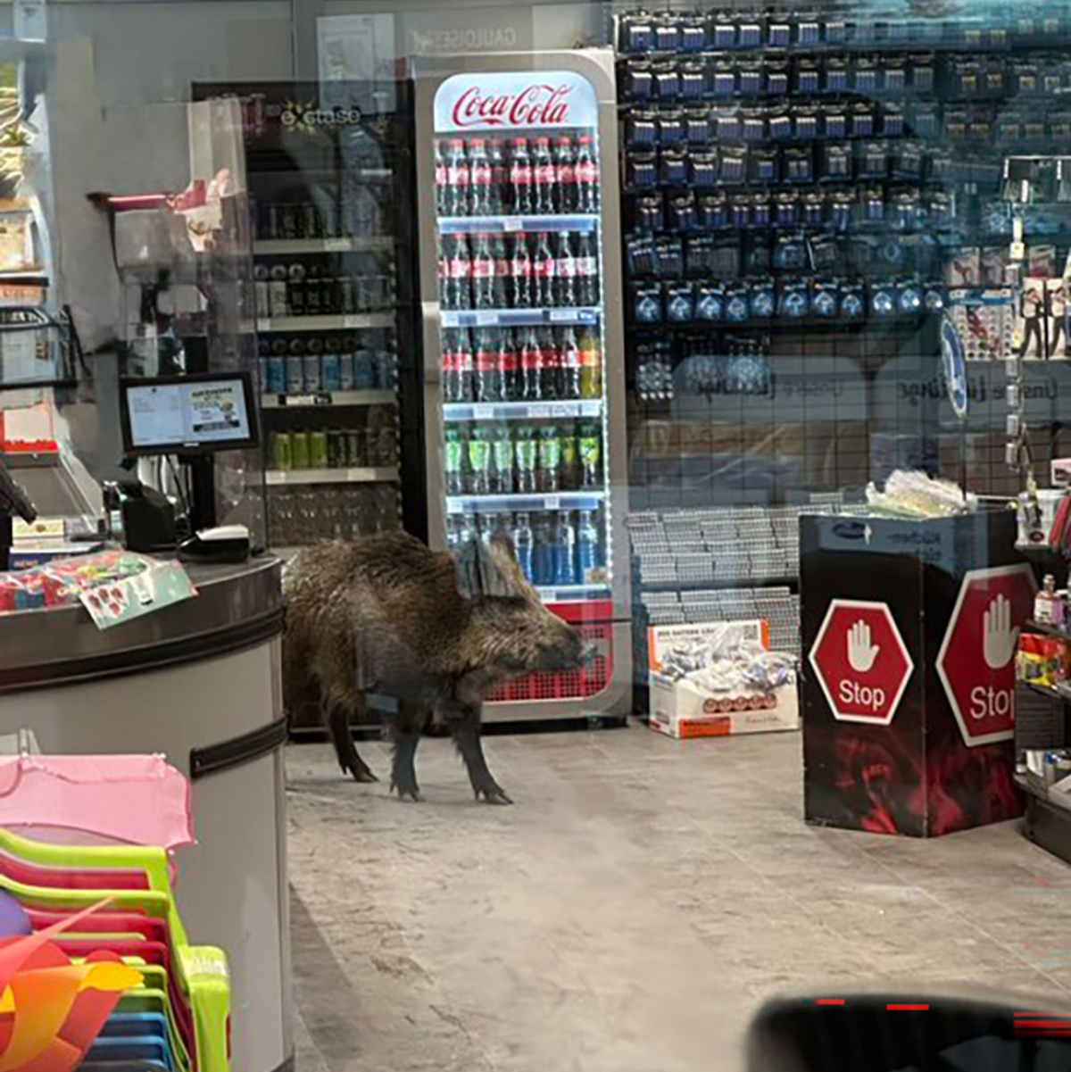 Ein Wildschwein hat sich in einem Kaufhaus verlaufen.  - Foto: -/Polizei Berlin/dpa