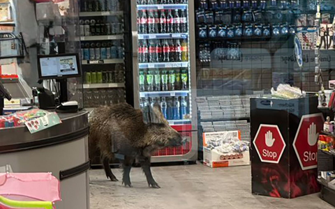 Ein Wildschwein hat sich in einem Kaufhaus verlaufen.  - Foto: -/Polizei Berlin/dpa