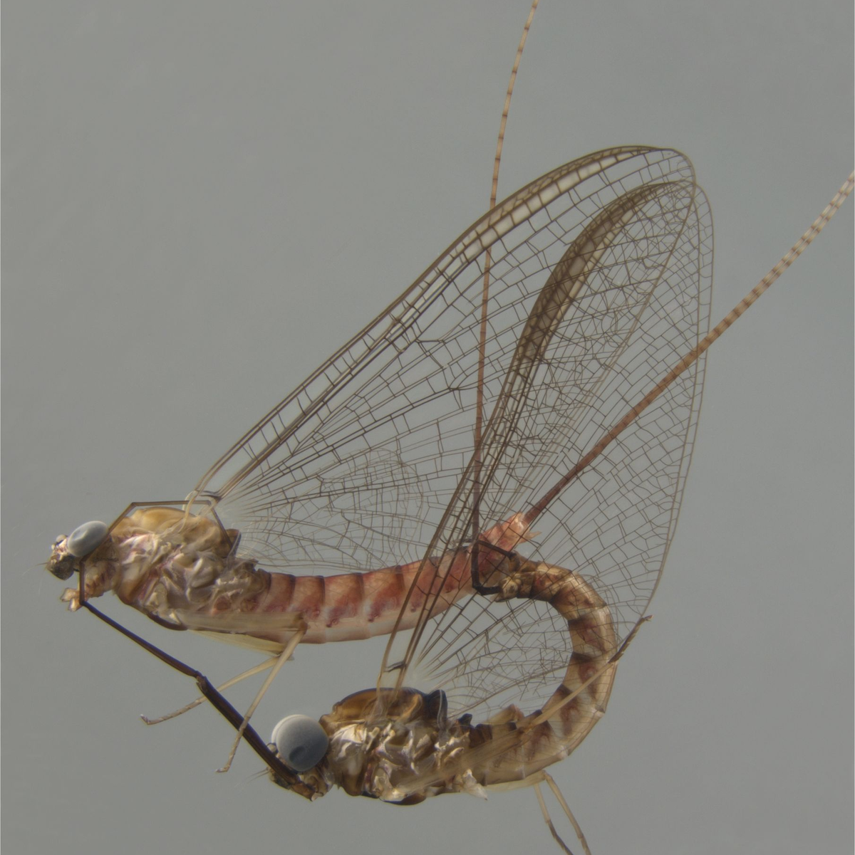 Akrobotisch unterwegs: die Eintagsfliege beim Paarungsritual. - Foto: -/Naturkundemuseum Stuttgart/dpa