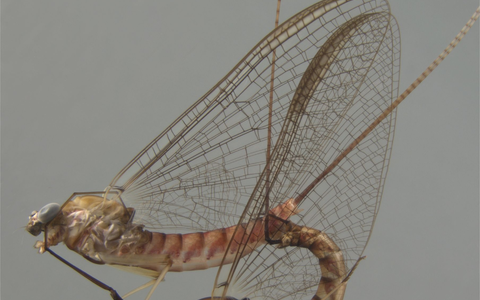 Akrobotisch unterwegs: die Eintagsfliege beim Paarungsritual. - Foto: -/Naturkundemuseum Stuttgart/dpa