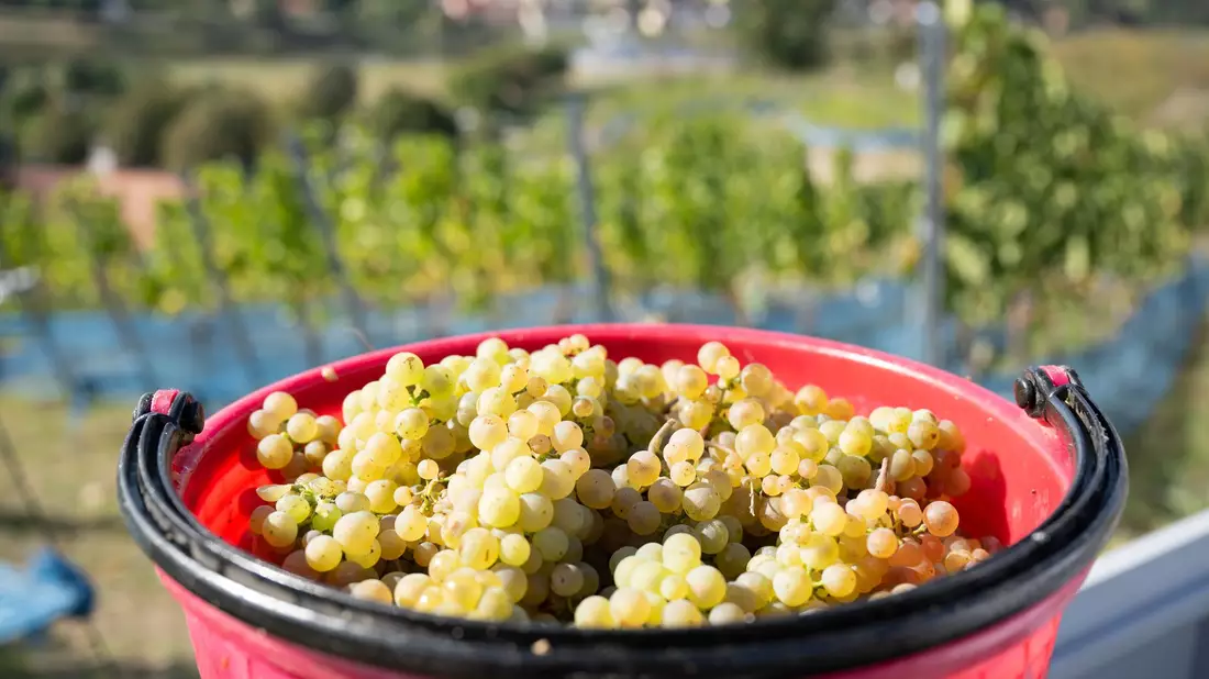Rieslingtrauben bei der Weinlese 2025. (Archivbild) - Bild: Sebastian Kahnert/dpa/dpa-tmn