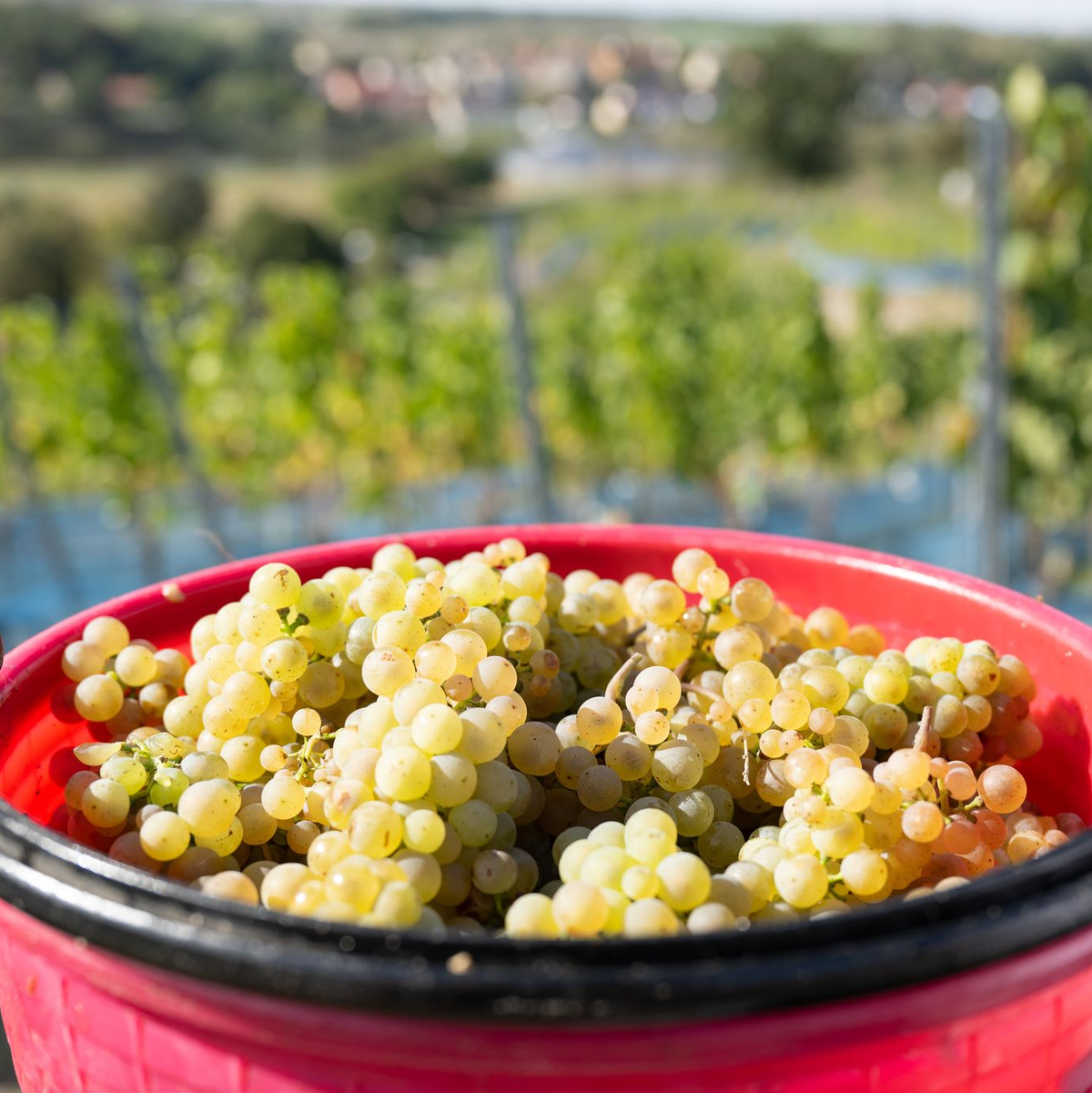 Rieslingtrauben bei der Weinlese 2025. (Archivbild) - Foto: Sebastian Kahnert/dpa/dpa-tmn