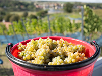 Rieslingtrauben bei der Weinlese 2025. (Archivbild) - Foto: Sebastian Kahnert/dpa/dpa-tmn