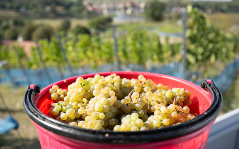 Rieslingtrauben bei der Weinlese 2025. (Archivbild) - Foto: Sebastian Kahnert/dpa/dpa-tmn