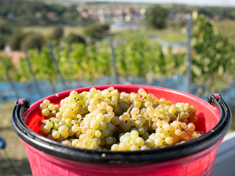 Rieslingtrauben bei der Weinlese 2025. (Archivbild) - Foto: Sebastian Kahnert/dpa/dpa-tmn