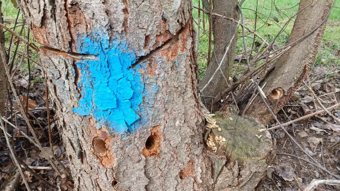 POL-OH: Angesägte Bäume an der Kreisstraße 32 - Zeugenaufruf - Bild: presseportal.de