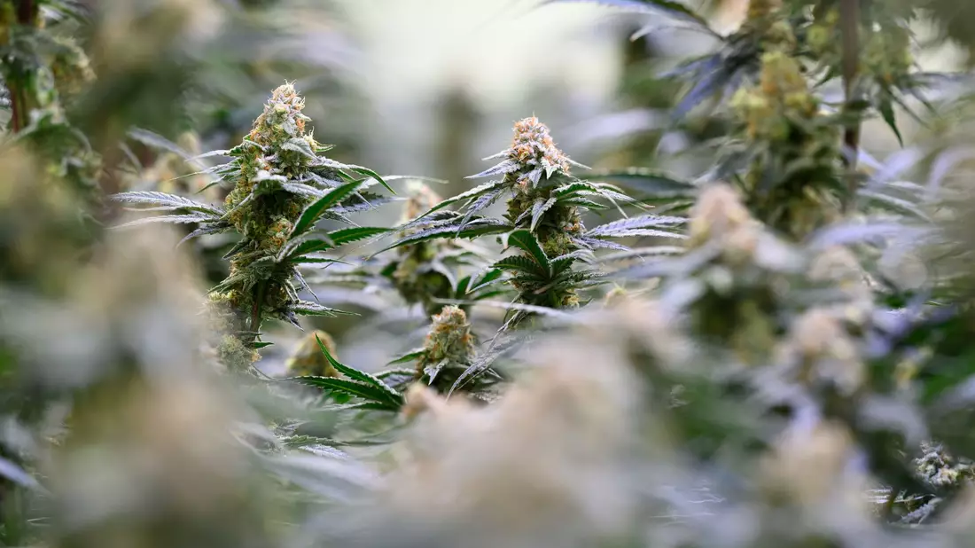 Die Bundesregierung will dem Missbrauch von medizinischem Cannabis entgegenwirken.  - Bild: Hendrik Schmidt/dpa