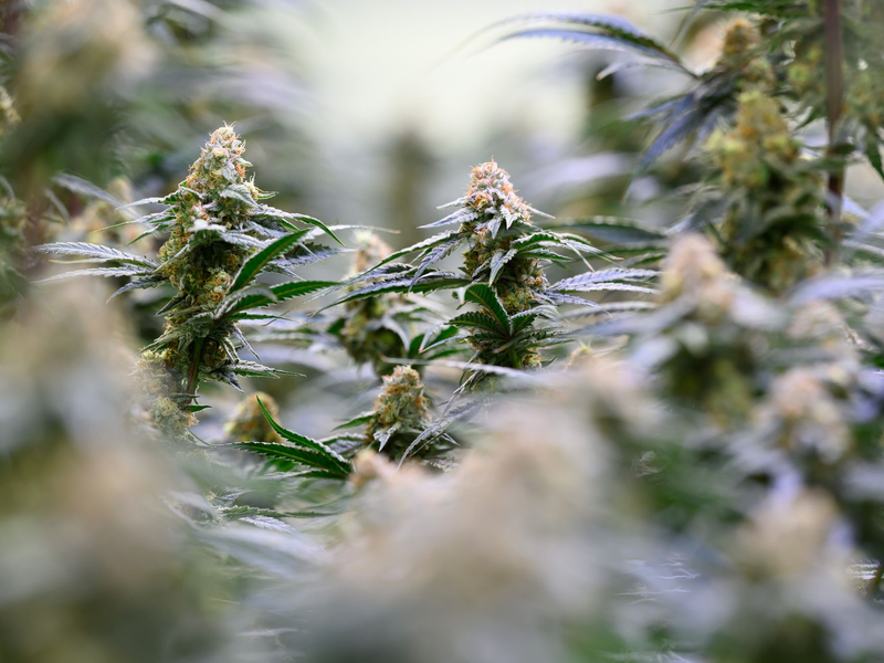 Die Bundesregierung will dem Missbrauch von medizinischem Cannabis entgegenwirken.  - Foto: Hendrik Schmidt/dpa