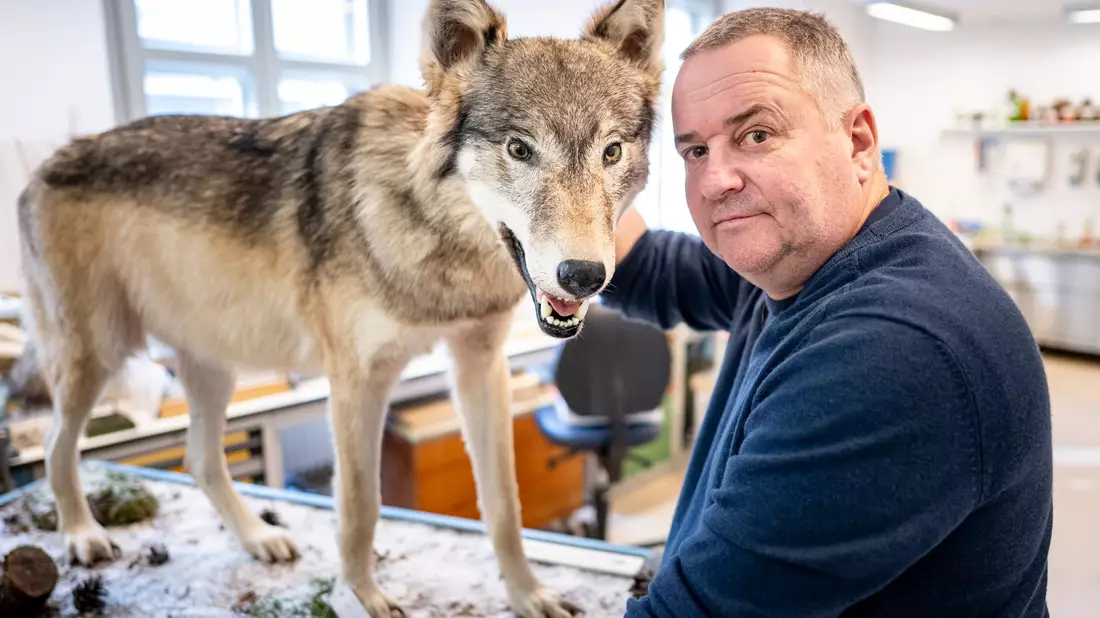 Tierpräparator Christian Blumenstein mit Wölfin «Bella». - Bild: Fabian Sommer/dpa