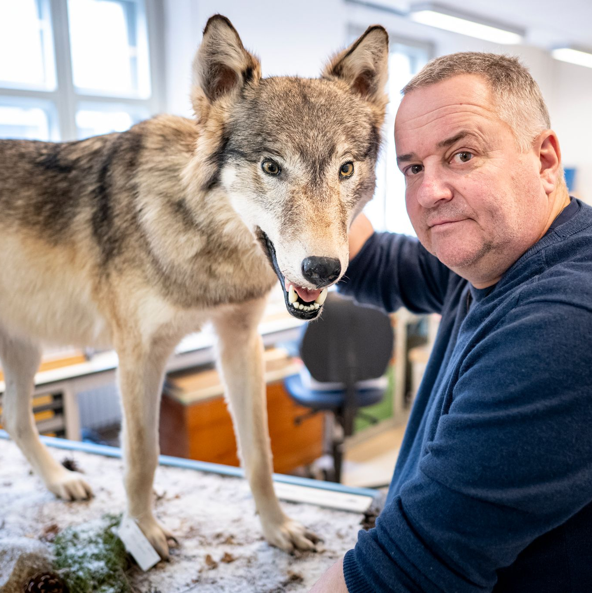 Tierpräparator Christian Blumenstein mit Wölfin «Bella». - Foto: Fabian Sommer/dpa