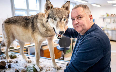 Tierpräparator Christian Blumenstein mit Wölfin «Bella». - Foto: Fabian Sommer/dpa