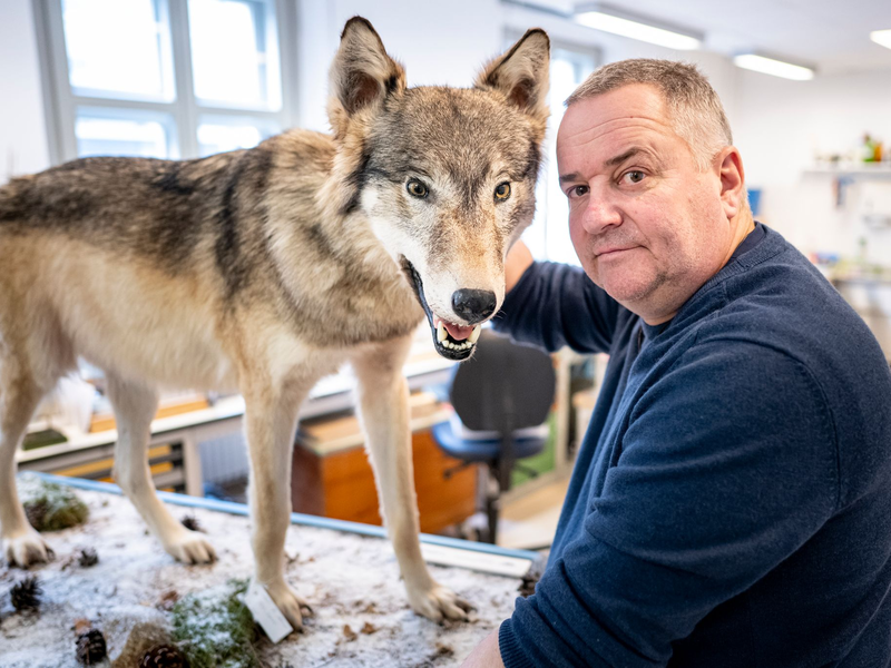 Tierpräparator Christian Blumenstein mit Wölfin «Bella». - Foto: Fabian Sommer/dpa