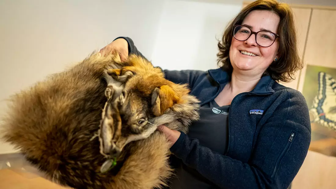 Was von einem überfahrenen Wolf übrig blieb: Ina Pokorny aus dem Naturkundemuseum zeigt ein präpariertes Wolfsfell aus der Sammlung.  - Bild: Fabian Sommer/dpa