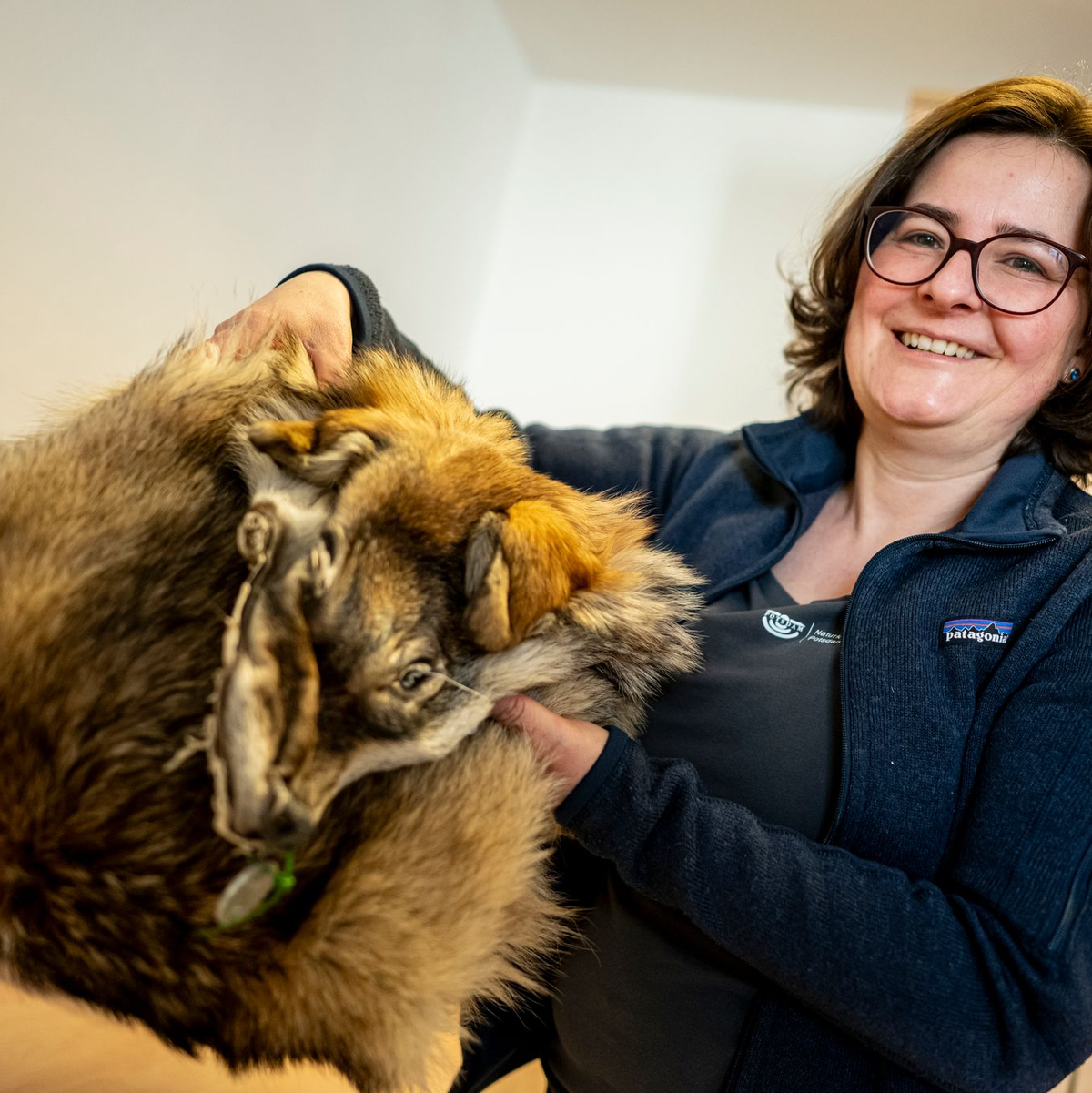 Was von einem überfahrenen Wolf übrig blieb: Ina Pokorny aus dem Naturkundemuseum zeigt ein präpariertes Wolfsfell aus der Sammlung.  - Foto: Fabian Sommer/dpa