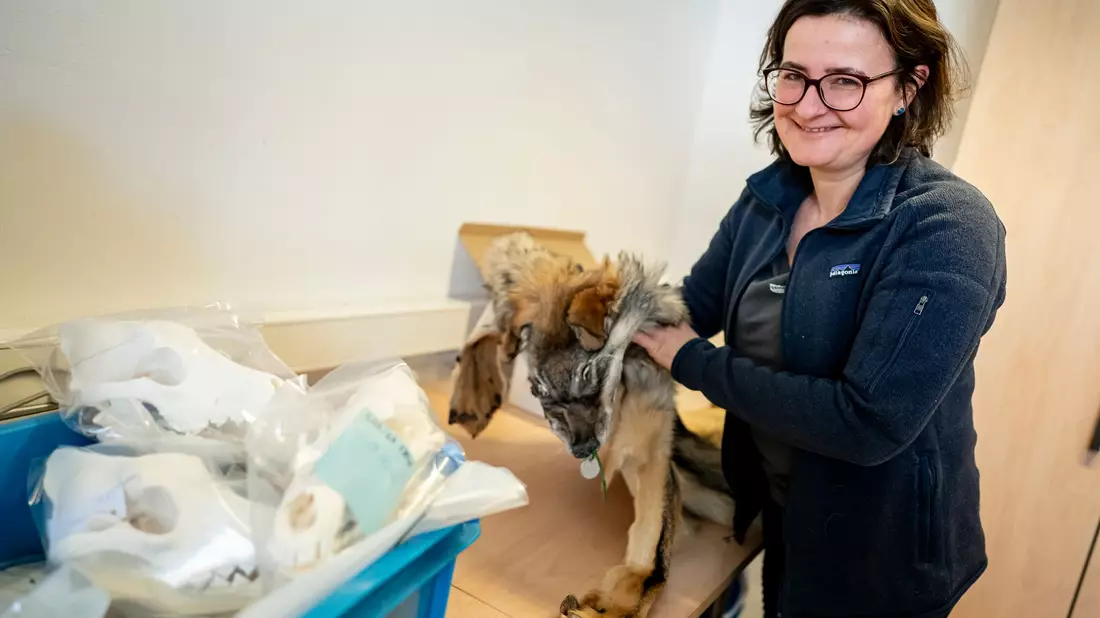  Im Naturkundemuseum werden die Teile einer großen Wolfs-Sammlung in Kisten und Kartons verstaut. - Bild: Fabian Sommer/dpa