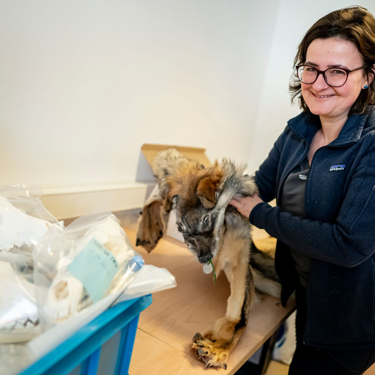  Im Naturkundemuseum werden die Teile einer großen Wolfs-Sammlung in Kisten und Kartons verstaut. - Foto: Fabian Sommer/dpa