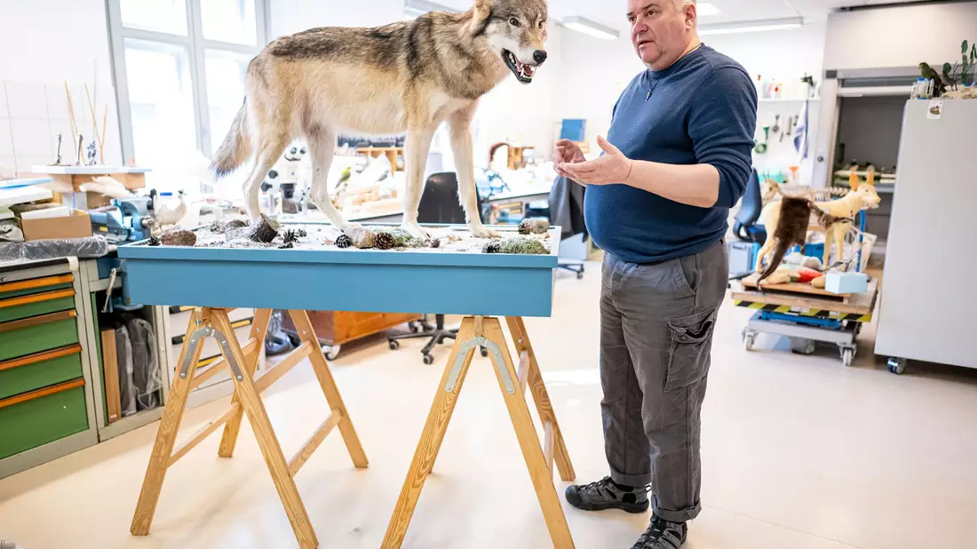 Etwa eine Woche braucht Christian Blumenstein im Naturkundemuseum in Potsdam für die Präparation eines toten Wolfs. - Bild: Fabian Sommer/dpa