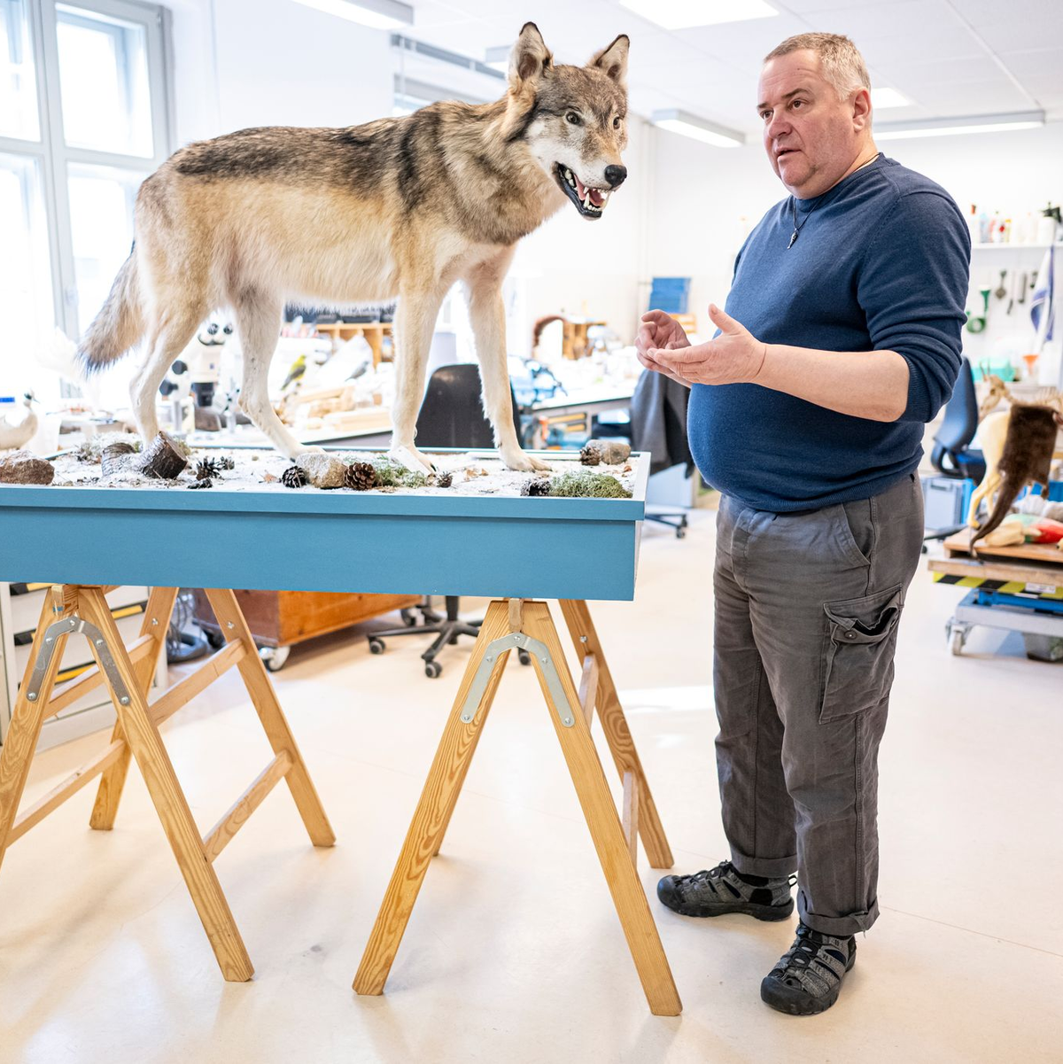 Etwa eine Woche braucht Christian Blumenstein im Naturkundemuseum in Potsdam für die Präparation eines toten Wolfs. - Foto: Fabian Sommer/dpa