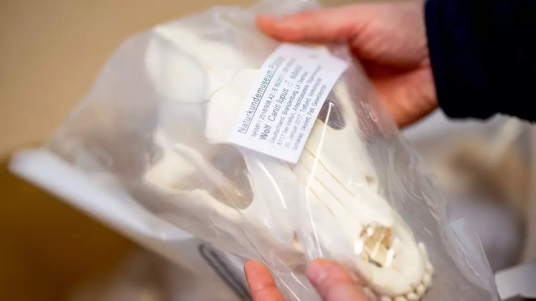 Wolfsschädel in Plastik verpackt - er gehört zur Sammlung im Naturkundemuseum Potsdam.  - Bild: Fabian Sommer/dpa